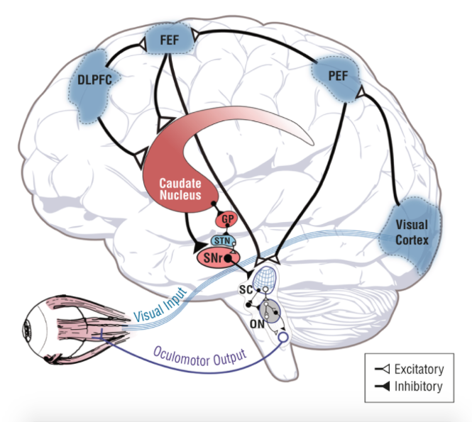 How to fix your vision after brain surgery