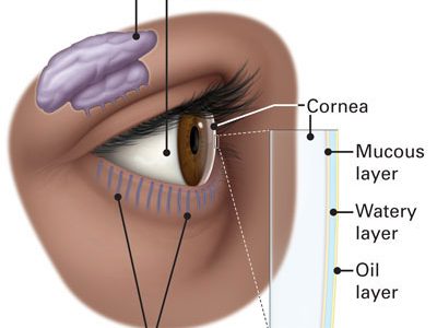 Conjunctiva Lacrimal Gland Tear Film Optimized