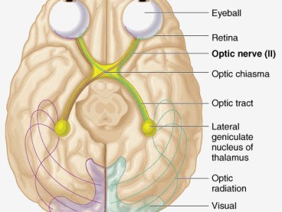 Eye And Brain Optic Pathway