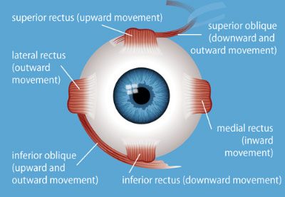 Eye Movement