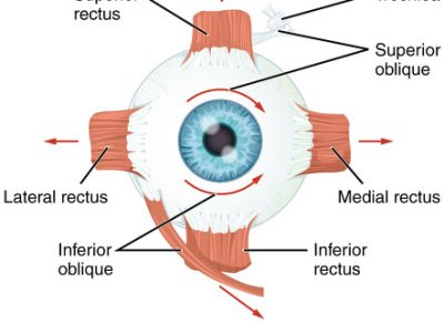 Eye Muscles Illustration