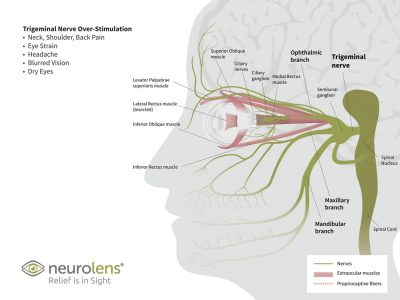 Trigeminal Nerve Graphic 2019 1