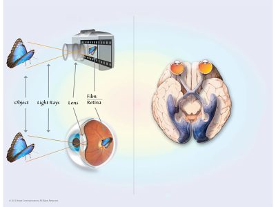 Vision Brain Back Butterfly