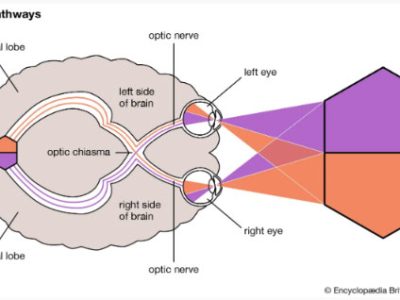 Visual Pathways