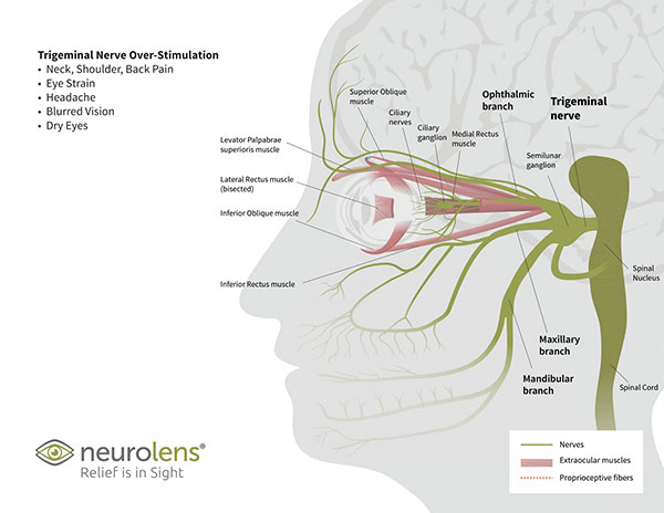 Trigeminal Nerve Graphic 2019